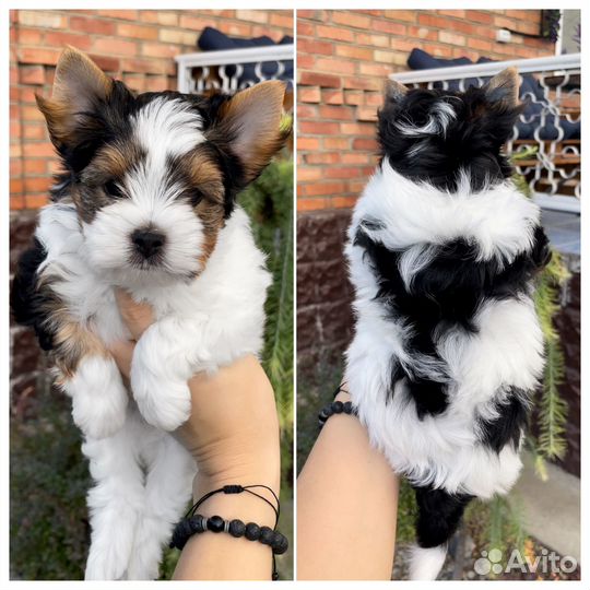 Бивер терьер щенки п-ка Костбар Шатц