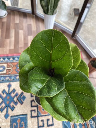 Фикус лирато