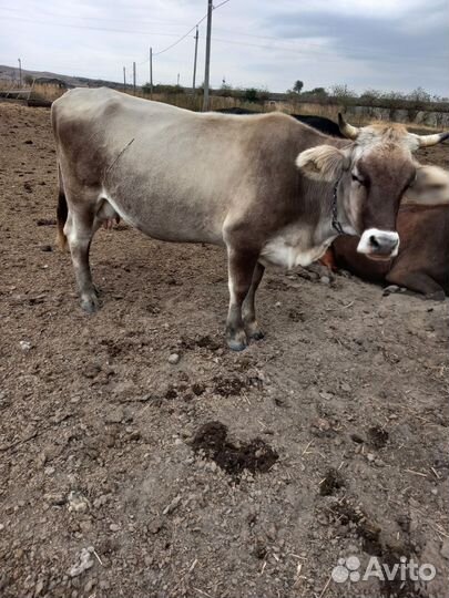 Корова породы швиц