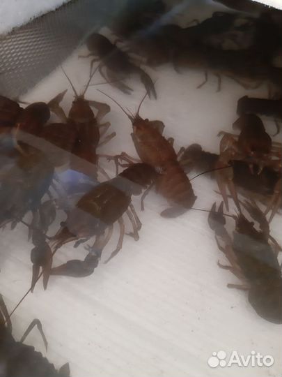 Продам живые раки