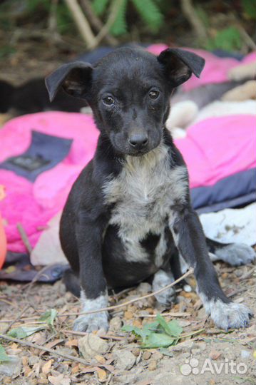 Щенки собаки средней породы