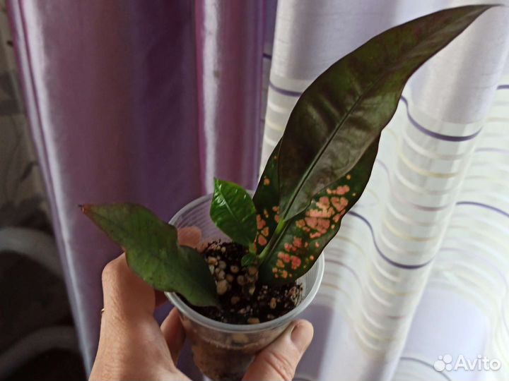 Кротоны сортовые