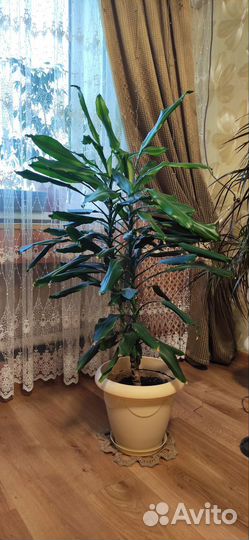 Комнатный цветок юкка