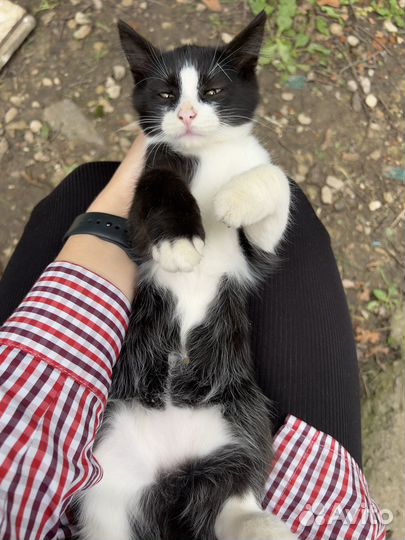 Котенок подросток