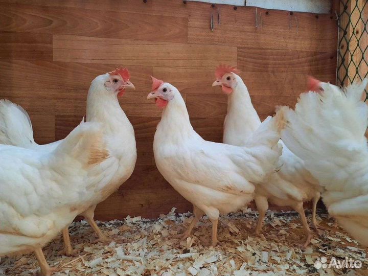 Несушки молодки хайсекс, инкубационное яйцо