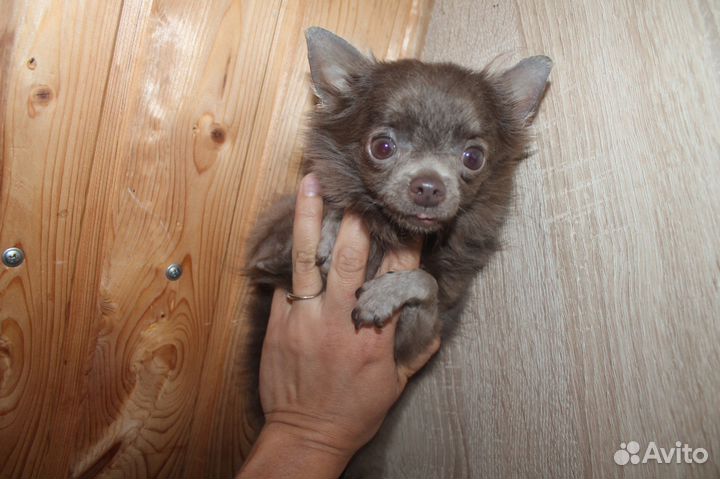 Чихуахуа мини микро стандарт