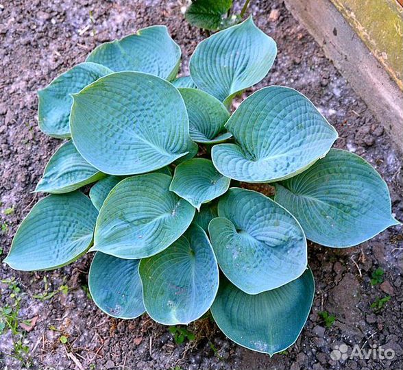 Хоста дринкин гурд фото и описание. Хоста "Abiqua drinking Gourd" (Hosta). Хоста гибридная Абиква дринкин гурд. Хоста Абикуа дринкинг гурд. Хоста Абиква дринкин.