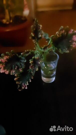 Колеус