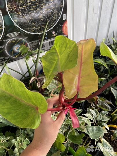 Филодендрон