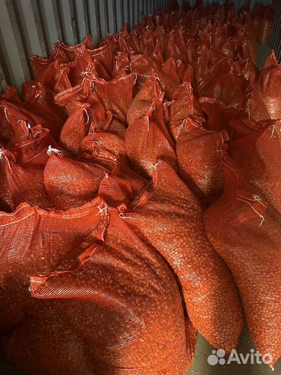 Лук севок 1кат штутгартен