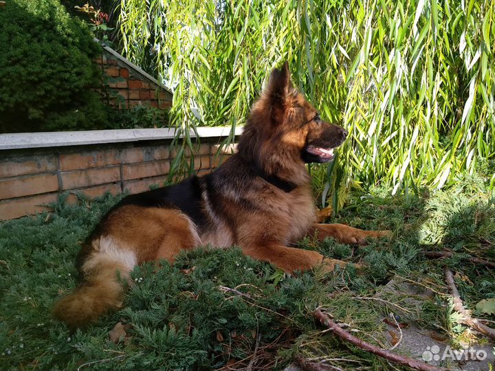 Передержка животных