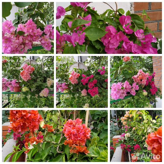 Бугенвиллия