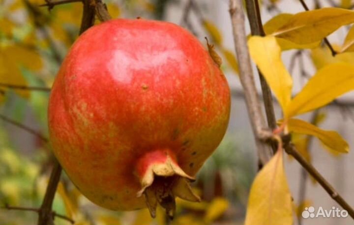 Саженцы граната