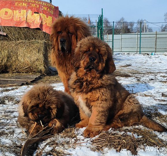 Тибетский мастиф