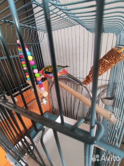 Попугай розелла + клетка