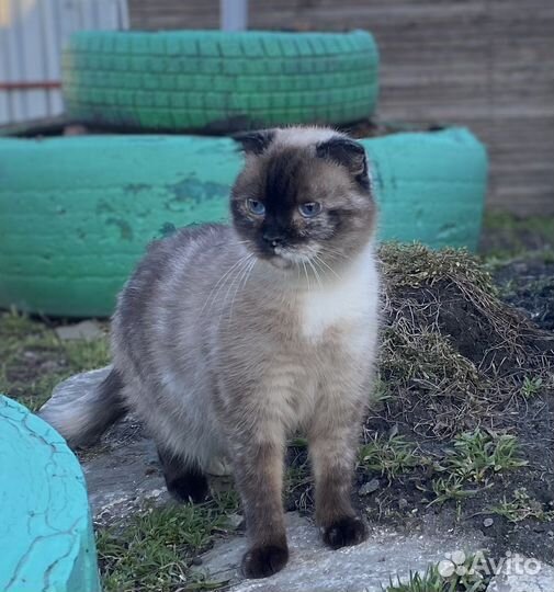 Кошка найдена. В добрые руки