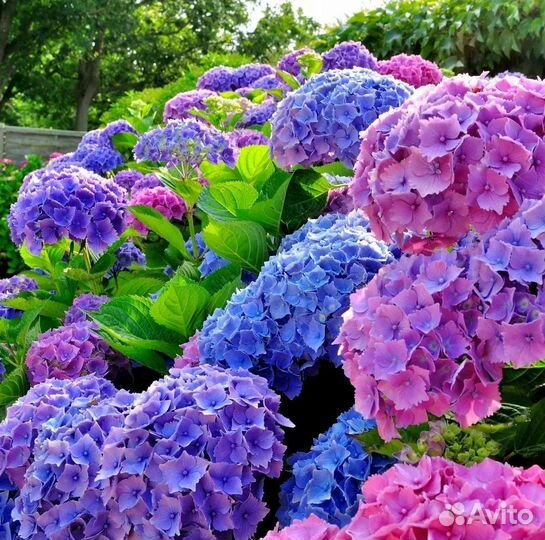 Гортензия крупнолистная Bouquet Rose (Букет Роуз)