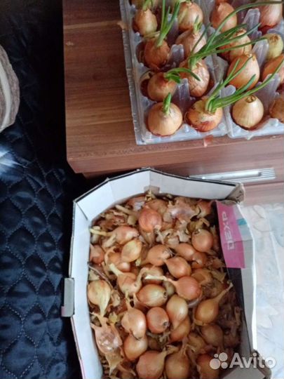 Лук шалот семейный