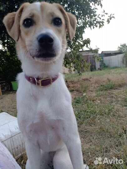 Джек Рассел парсон