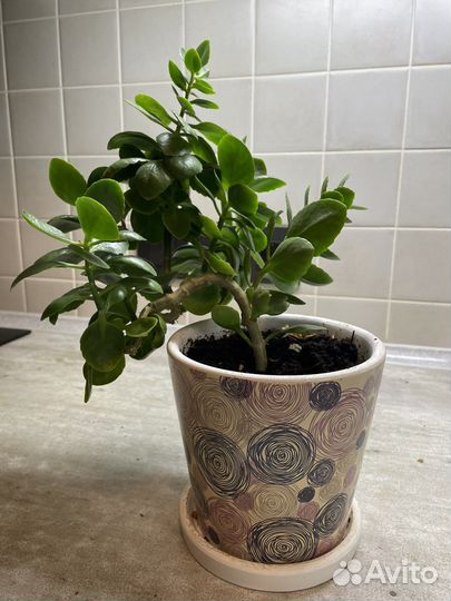 Каланхоэ в горшке