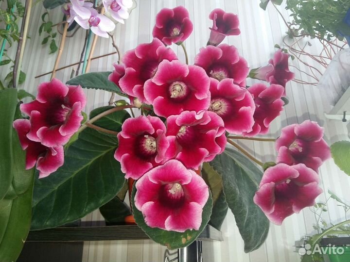 Глоксиния комнатный цветок