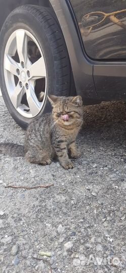 Котик экзот