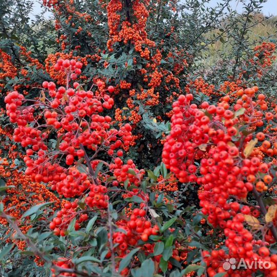 Пираканта семена