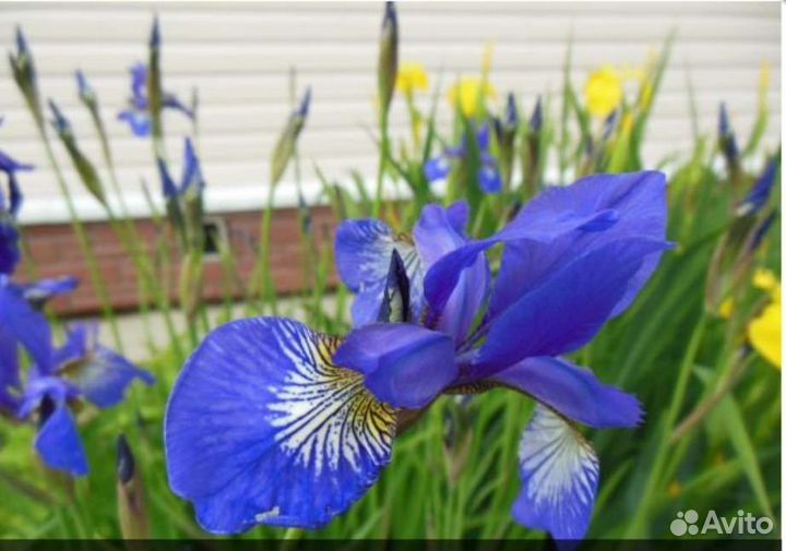 Ирис злаковидный
