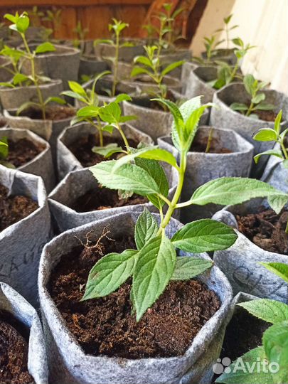 Гортензия метельчатая