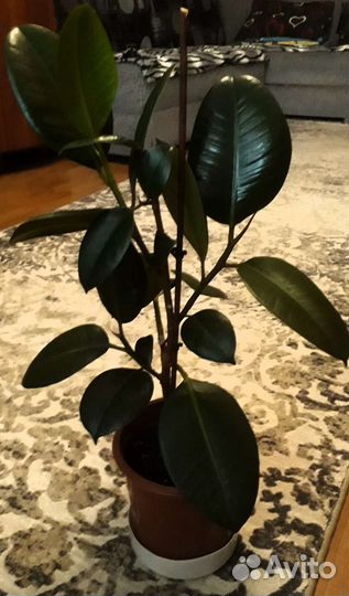 Продам цветы комнатные