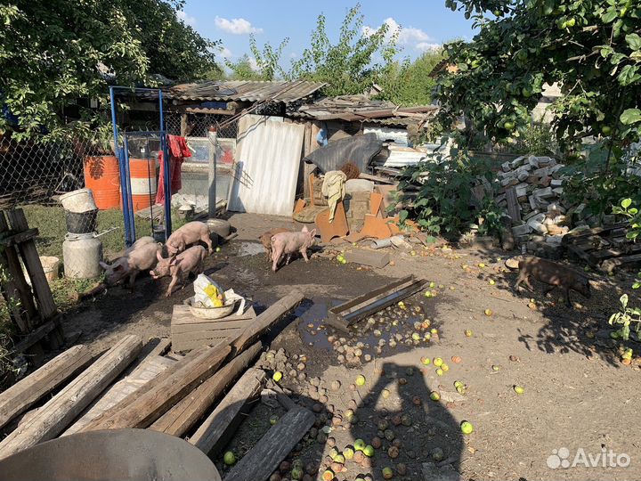 Поросята