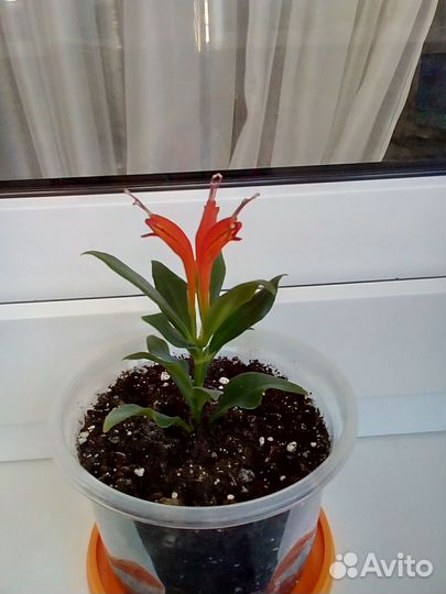 Эсхинантус