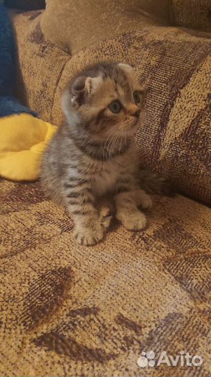 Шотландская вислоухая (табби)