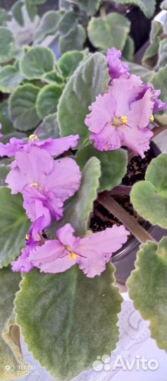 Сортовые фиалки