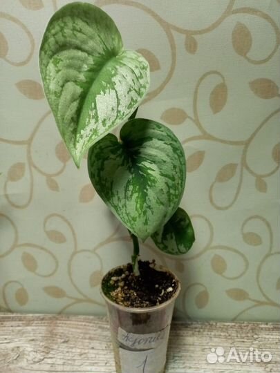 Сциндапсус экзотика (Scindapsus Exotica)