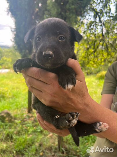 Щенки в добрые руки