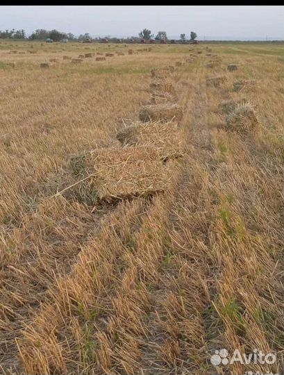 Салома с травой