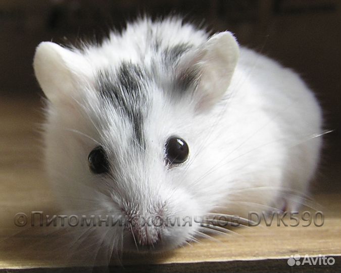 Хомячок, Новая клетка, Корм, Опилки + Доставка