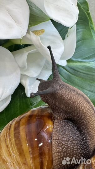 Улитки архахатины