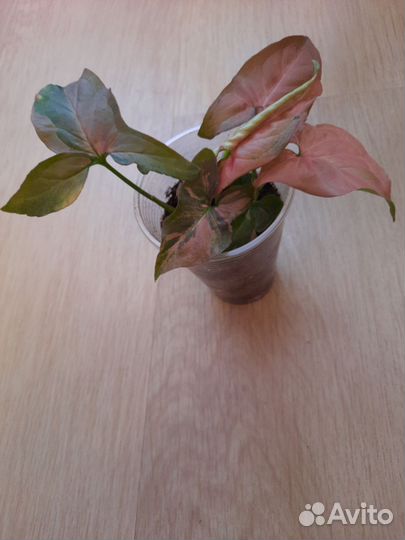 Сингониумы