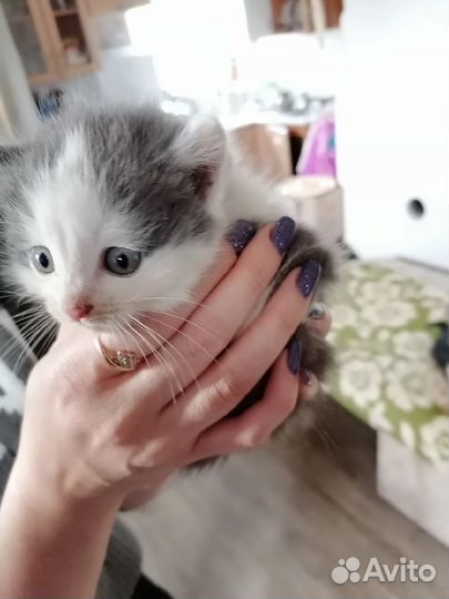 Котенок бесплатно