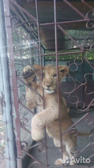 Любое животное для вашего дома