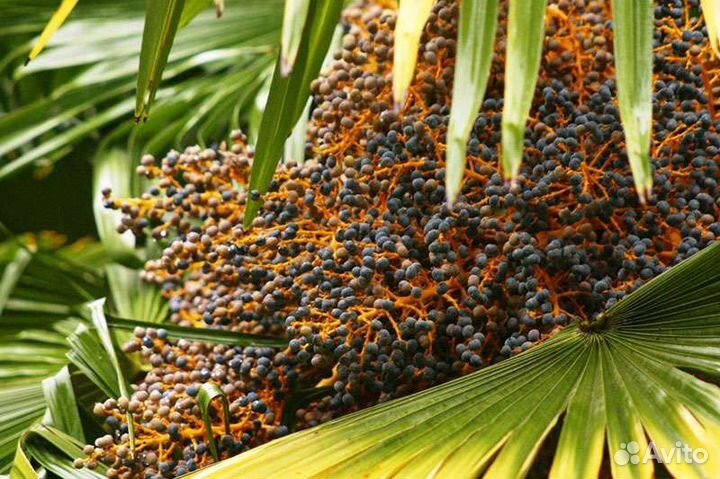 Семена пальмы веерной (трахикарпус)