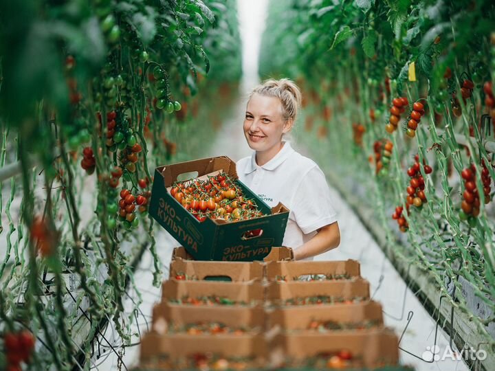 Кладовщик в Распределительный центр