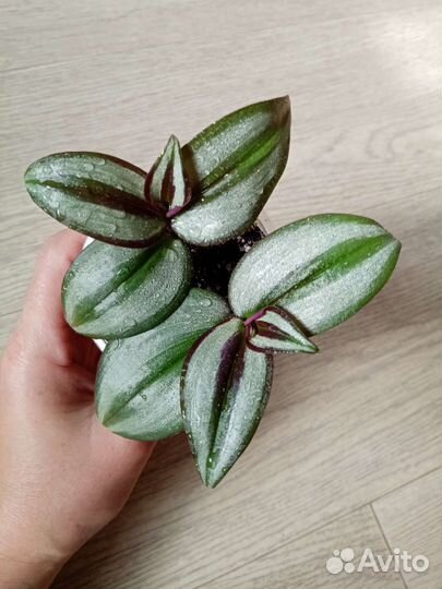 Монстера вариегатная Альба