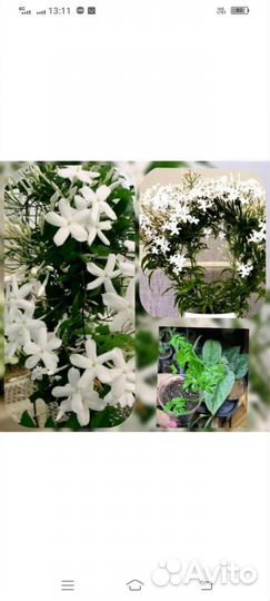 Комнатные растения.Жасмин,Бегония Элатиор