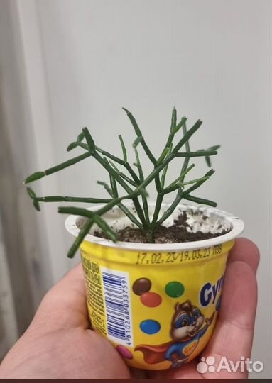 Комнатные цветы фикус хатиора