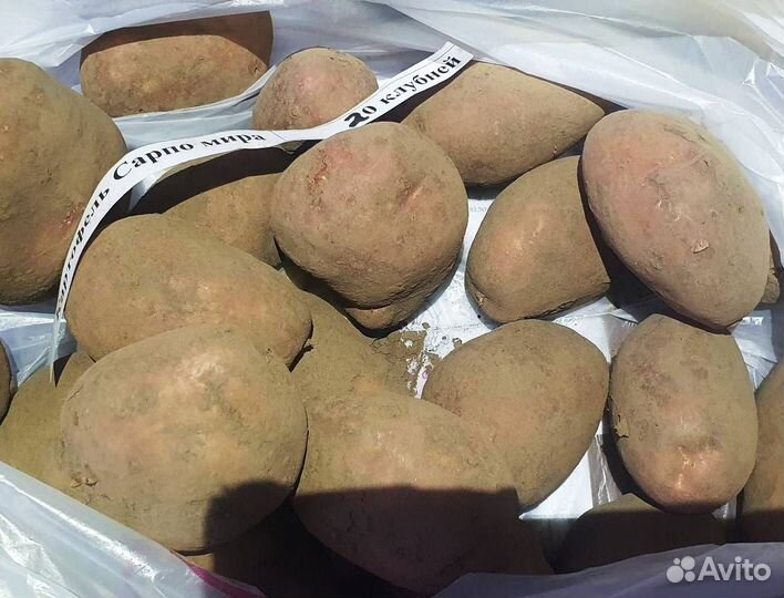 Настоящий сортовой картофель Сарпо мира, 10клубней