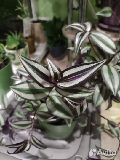 Традесканция