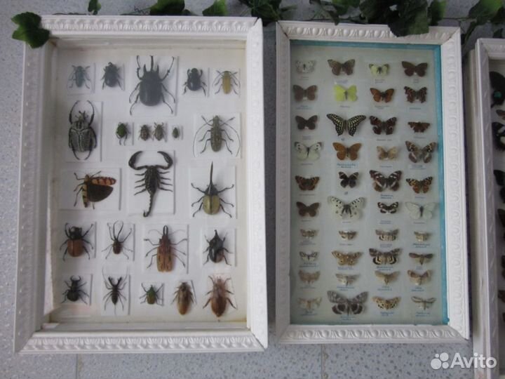 Большая коллекция насекомых